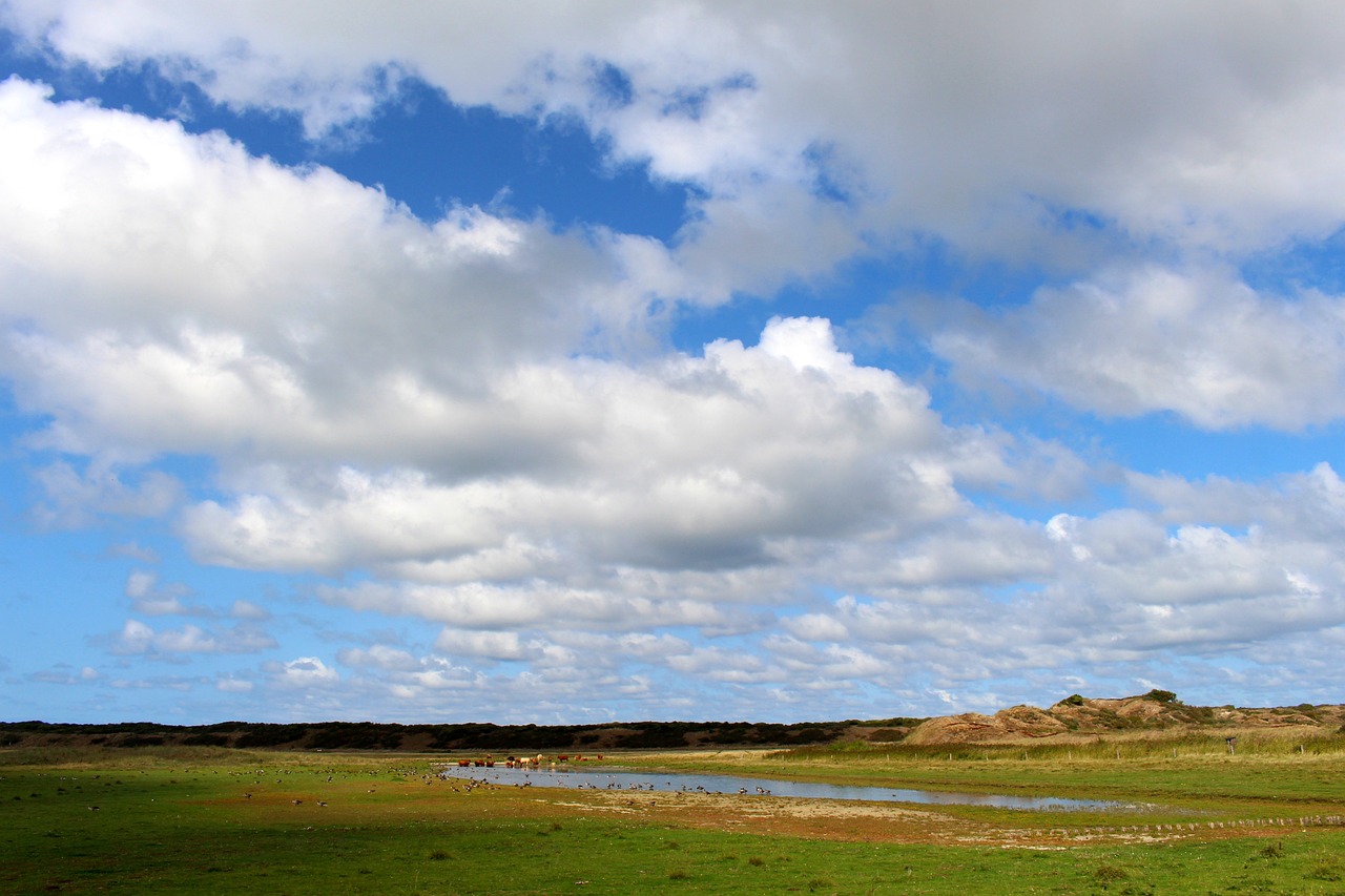 a herd of cattle standing on top of a lush green field, by Thomas Barker, flickr, minimalism, beach landscape, under blue clouds, oland, near a small lake