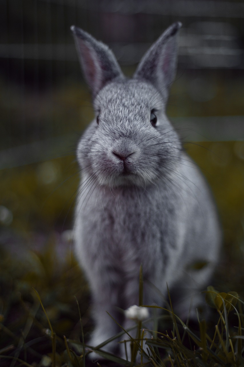 a rabbit that is sitting in the grass, a picture, by Anna Haifisch, pexels contest winner, photorealism, pure grey fur, closeup 4k, portrait shot 8 k, miffy