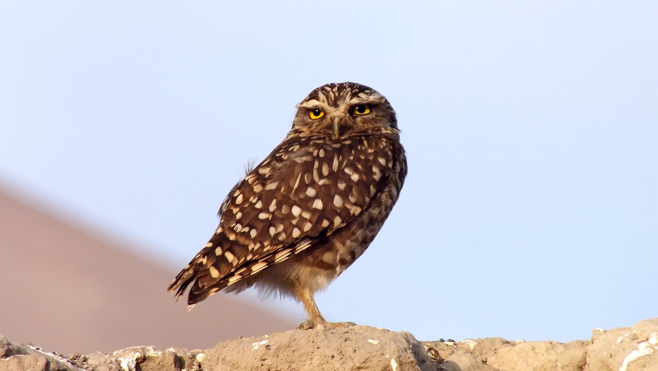 a small owl sitting on top of a rock, dada, fierce - looking, some glints and specs, looking to the sky, on a wall