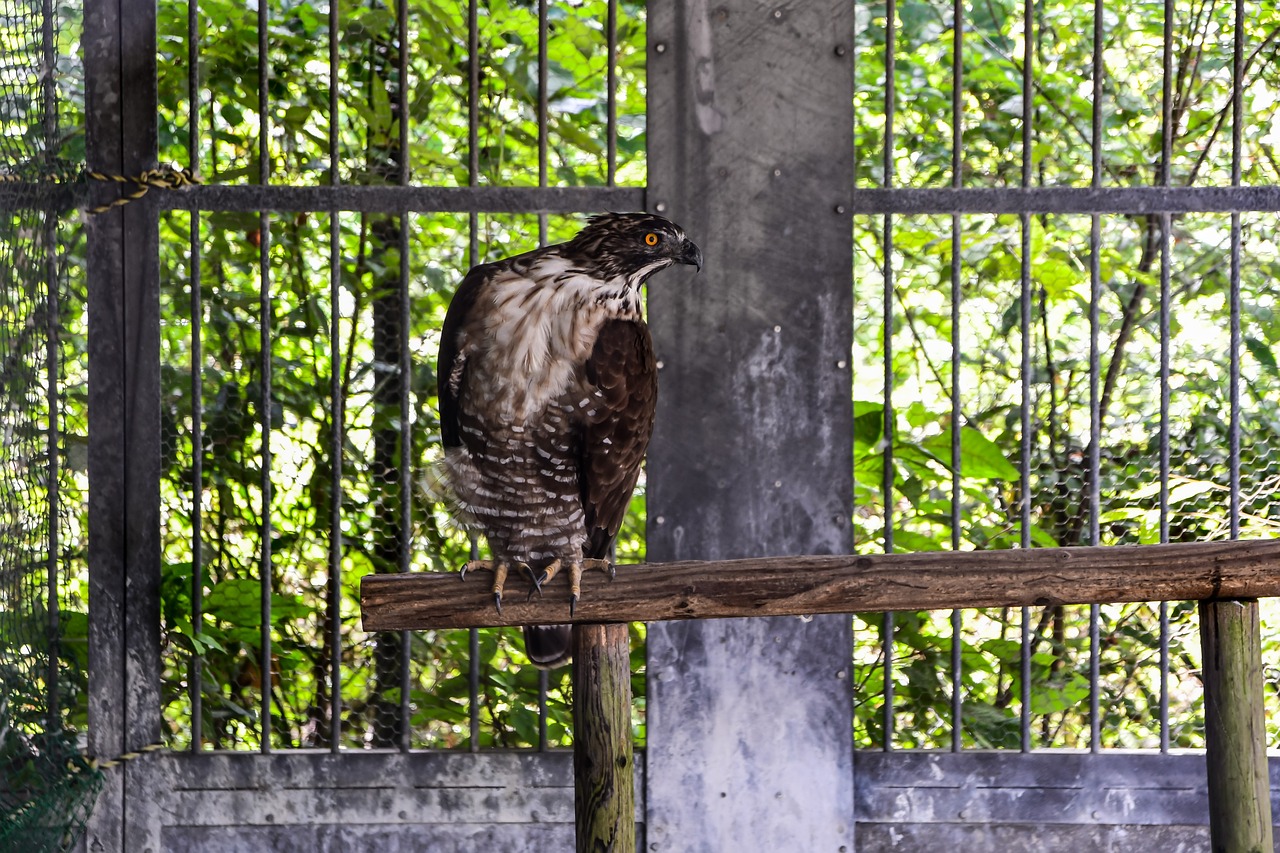 a brown and white bird sitting on top of a wooden pole, a portrait, sumatraism, in jail, hawk, wide shot photo