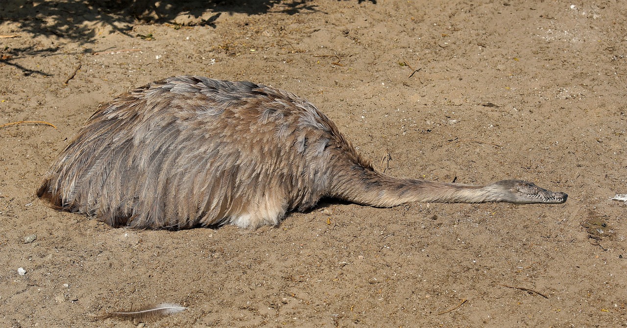 an ostrich laying on the ground in the dirt, flickr, img _ 9 7 5. raw, beaver, turnaround, slightly pixelated