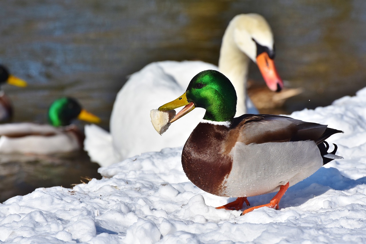 a couple of ducks that are standing in the snow, a photo, shutterstock, eating, fluffy green belly, closeup at the food, document photo