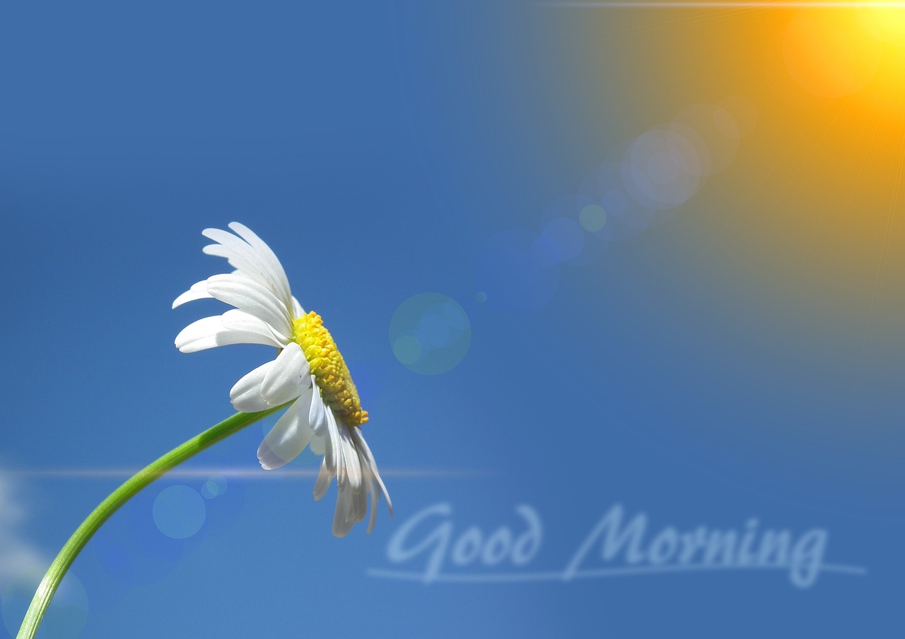 a single white flower sitting on top of a green stem, a picture, minimalism, early morning sun in the sky, with text, chamomile, blue realistic 3 d render
