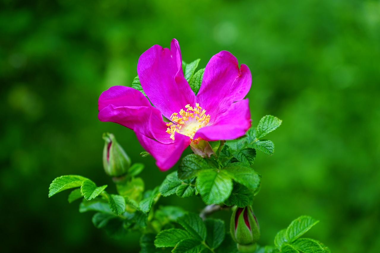 a close up of a pink flower with green leaves, a stock photo, by Bernardino Mei, shutterstock, rose-brambles, in a forest glade, purple and red colors, modern high sharpness photo