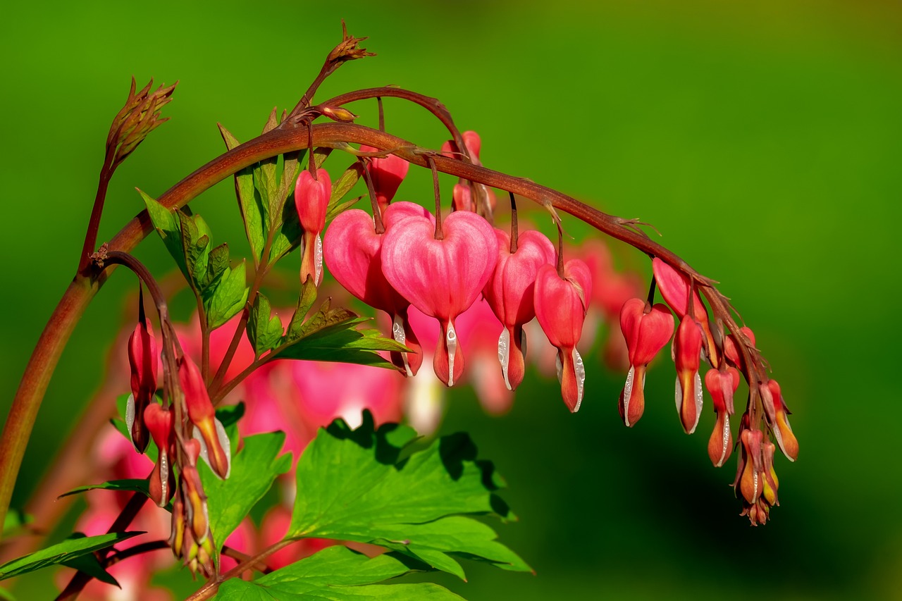 a close up of a plant with pink flowers, a macro photograph, by Armin Baumgarten, trending on pixabay, red hearts, lush gardens hanging, forming a heart with their necks, red wallpaper background