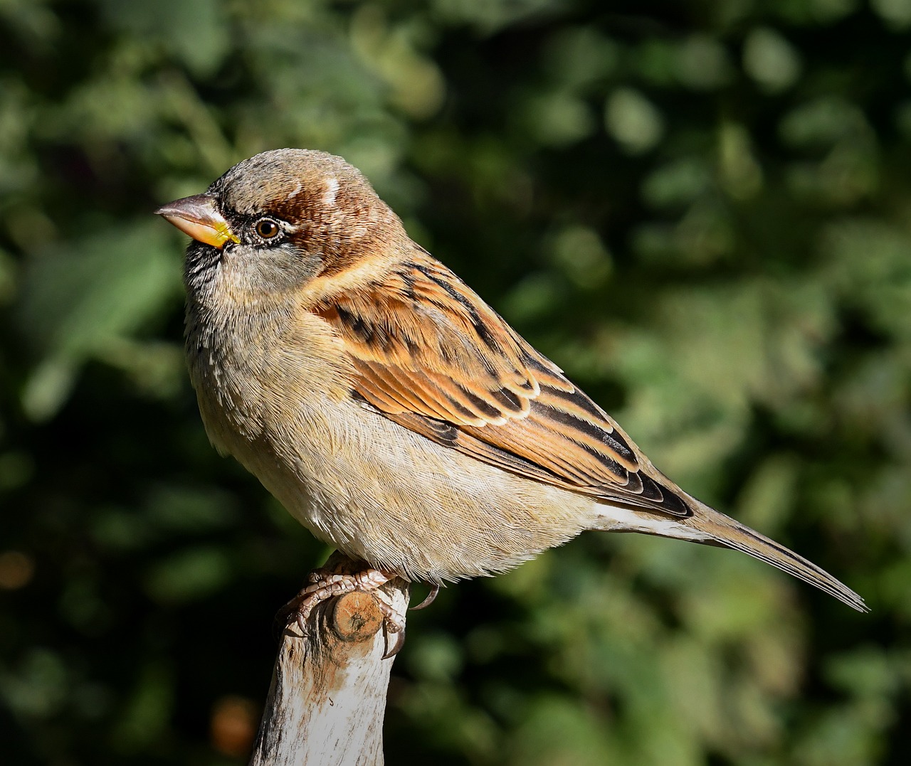 a small bird sitting on top of a wooden post, a portrait, by Peter Churcher, pixabay, arabesque, hyperrealistic sparrows, 1 female, side view close up of a gaunt, sprawling