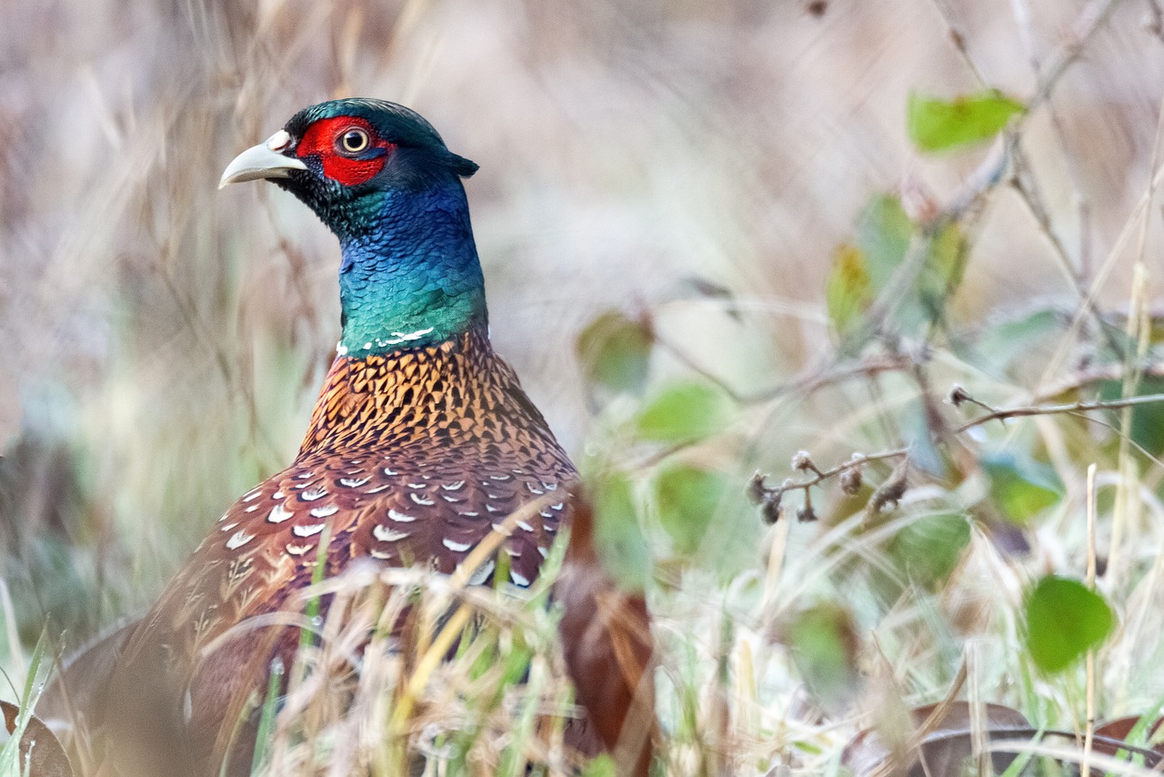 a bird that is standing in the grass, a portrait, by Jan Rustem, shutterstock, full of colors and rich detail, speckled, jin shan, hunting