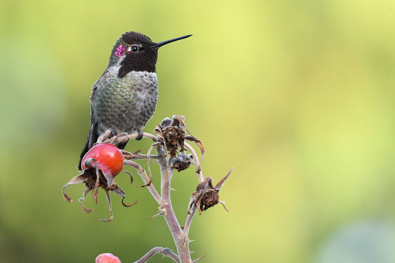 a hummingbird sitting on top of a dry flower, by Robert Brackman, shutterstock, professional fruit photography, young adult male, “berries, highly detailed picture