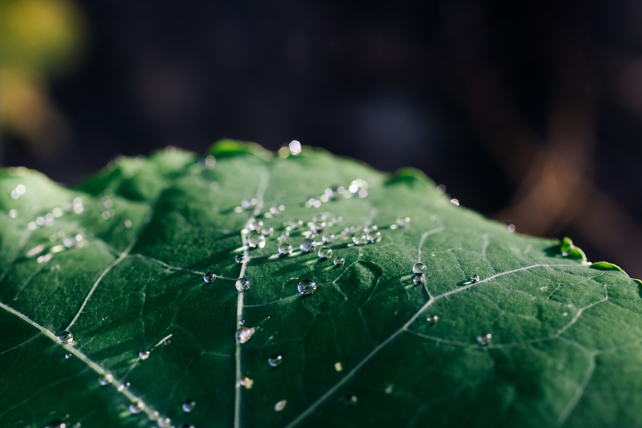 a close up of a leaf with water droplets on it, a macro photograph, unsplash, naturalism, cinematic detail, high quality details, some sunlight ray, cobweb