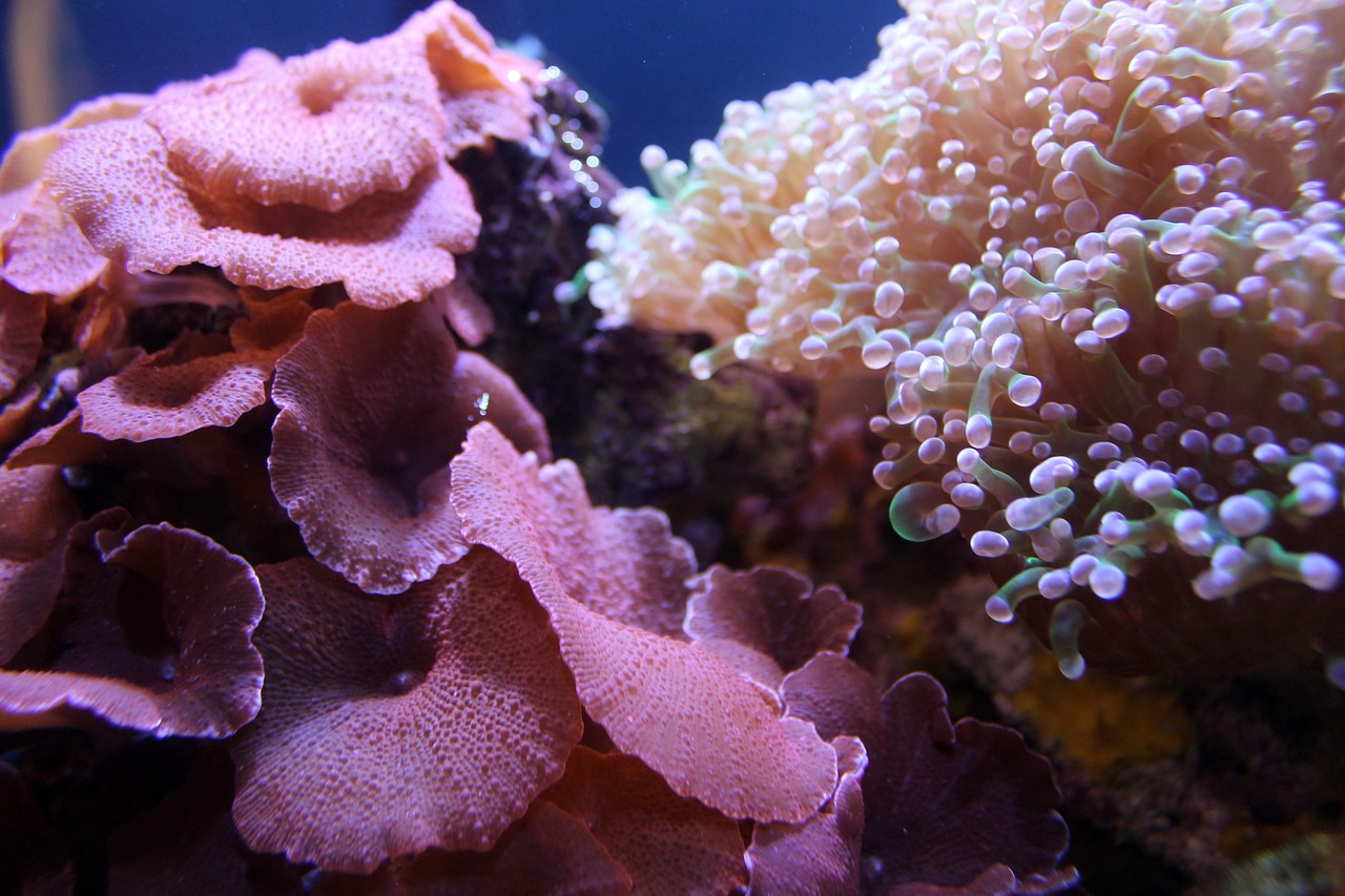 a couple of corals that are next to each other, flickr, romanticism, ruffles, pink slime everywhere, nighttime!, slightly tanned