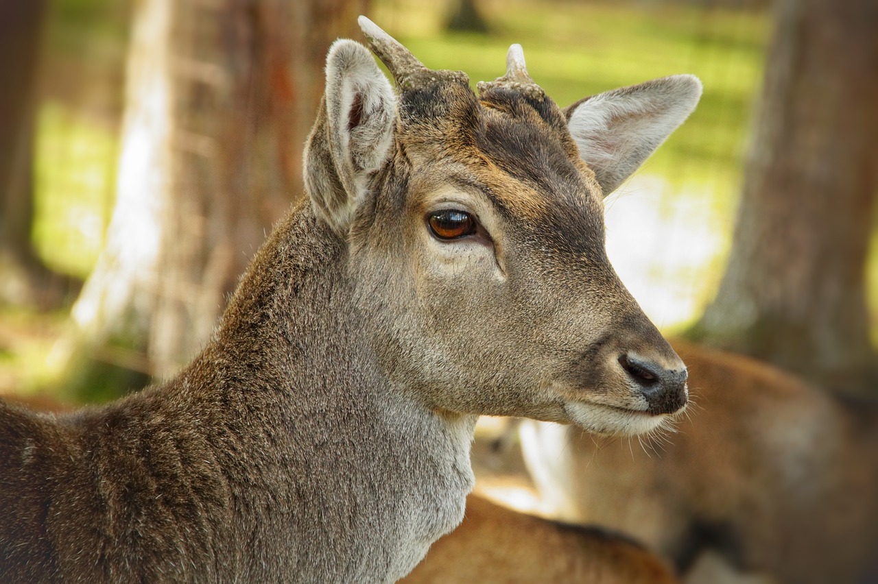 a close up of a deer with trees in the background, a portrait, macro 8mm photo