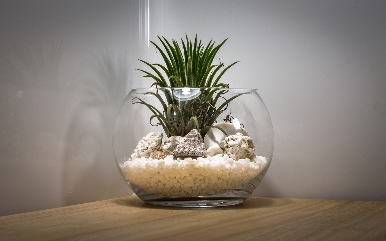 a close up of a plant in a vase on a table, by Adam Marczyński, pixabay, terrarium lounge area, highly detailed product photo, beach setting, bowl