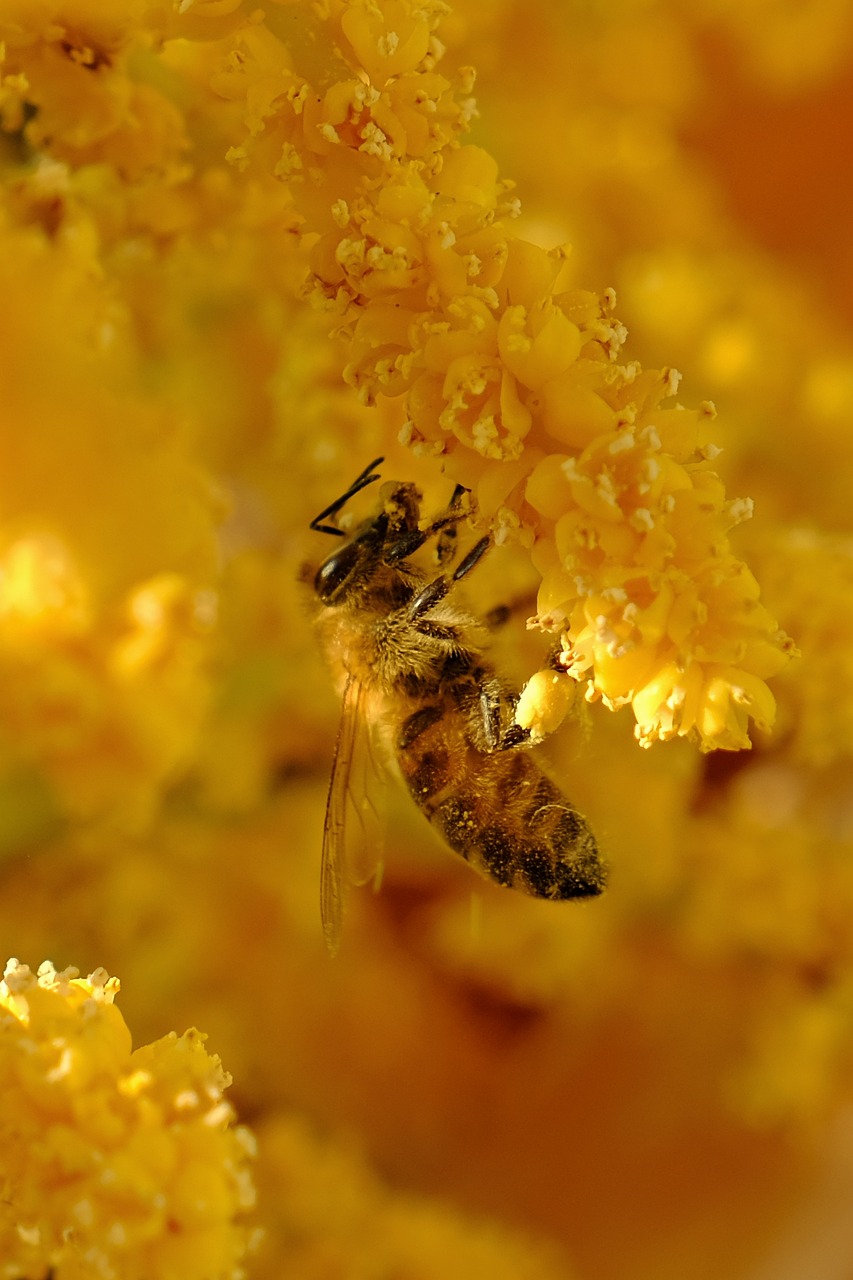 a close up of a bee on a yellow flower, a macro photograph, hurufiyya, elder, hives, warm yellow lighting, bees covering whole body