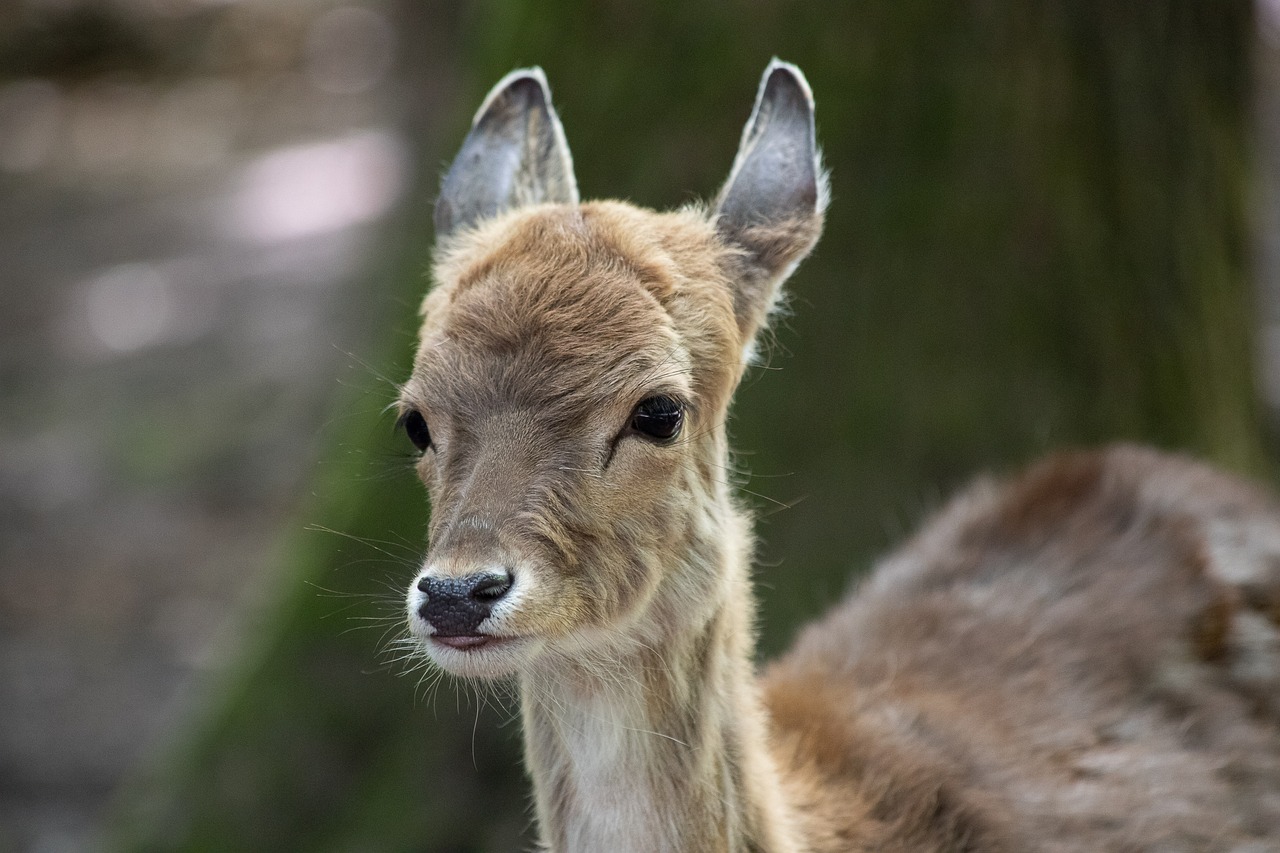 a close up of a deer looking at the camera, a picture, mingei, young female, left profile, small upturned nose, up close image