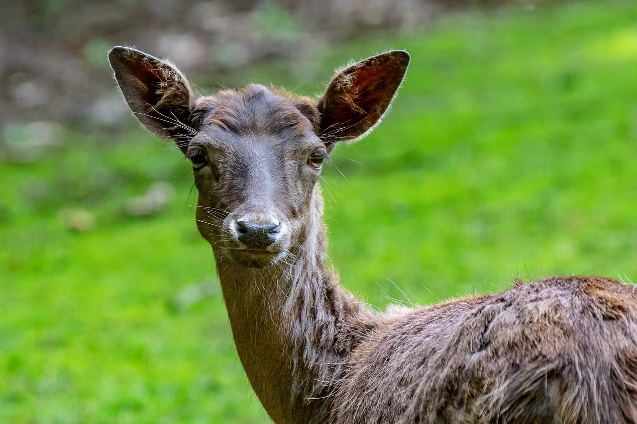 a brown deer standing on top of a lush green field, a picture, shutterstock, sumatraism, face closeup, 4yr old, gorgeous lady, pale pointed ears