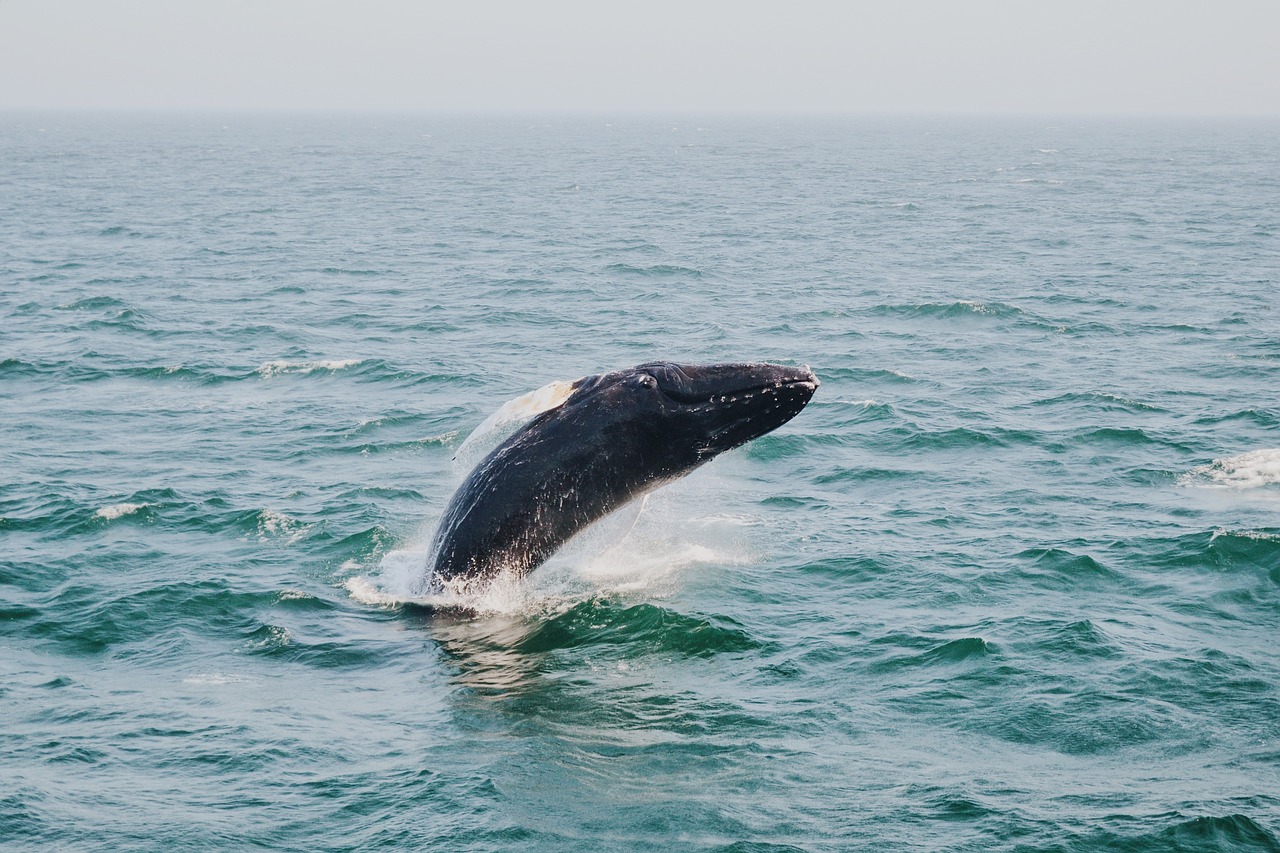 a whale is jumping out of the water, a picture, by Emanuel Witz, shutterstock, high quality photos, on clear background, jin kim, plump