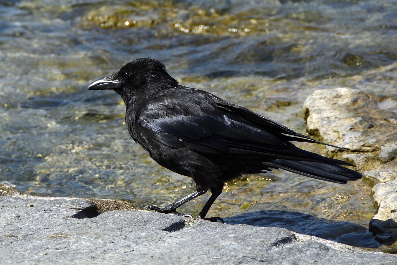 a black bird standing on a rock next to a body of water, a portrait, inspired by Gonzalo Endara Crow, flickr, renaissance, mischievous!!, closeup photo, various posed, stock photo