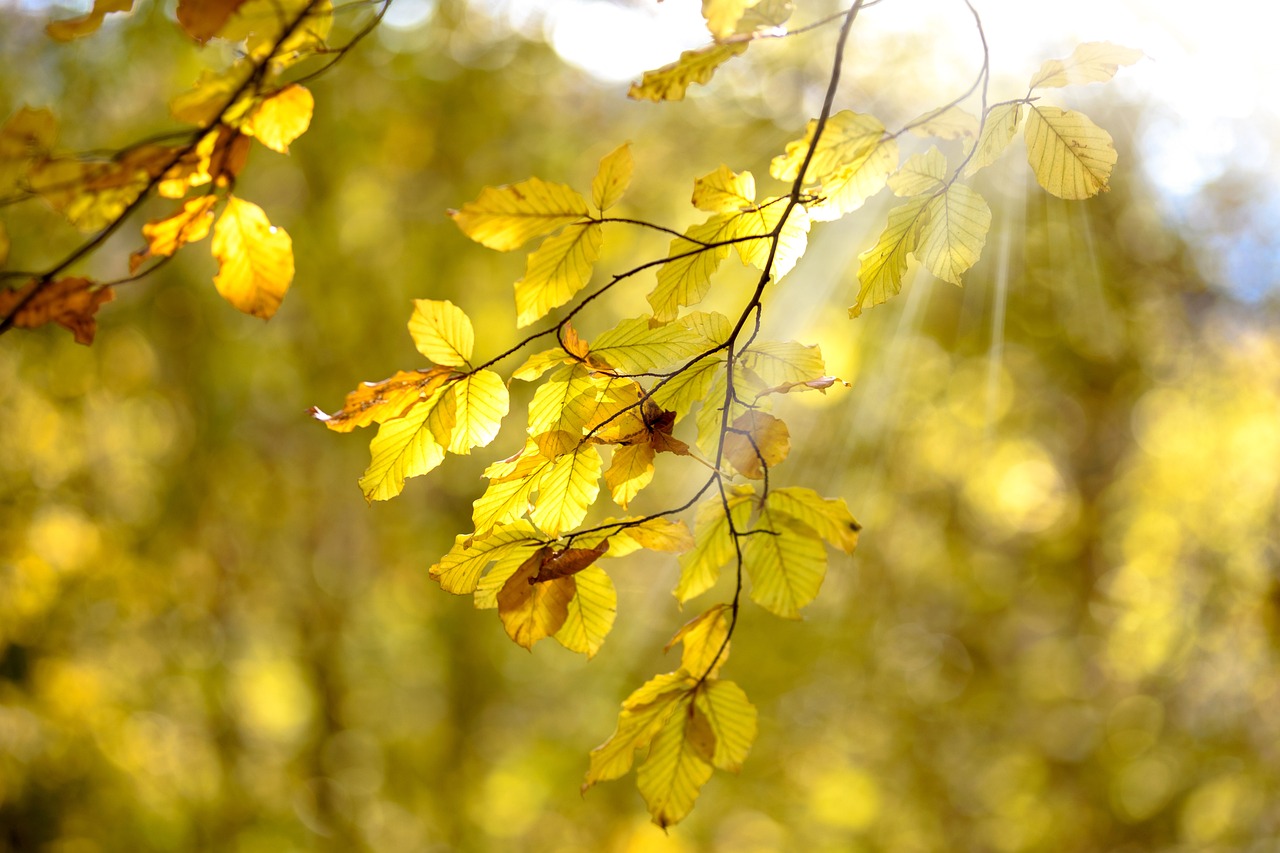 the sun shines through the leaves of a tree, a photo, by Anton Räderscheidt, shutterstock, romanticism, gold leaves, stock photo