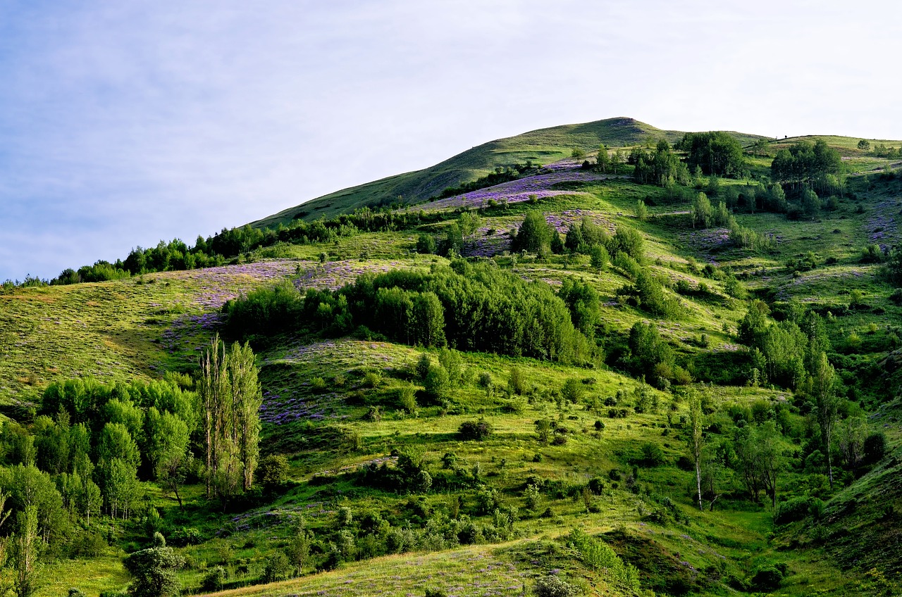 a herd of cattle grazing on a lush green hillside, a tilt shift photo, by Muggur, flickr, figuration libre, lilacs, mountainous area. rare flora, at sunrise in springtime, arrendajo in avila pinewood