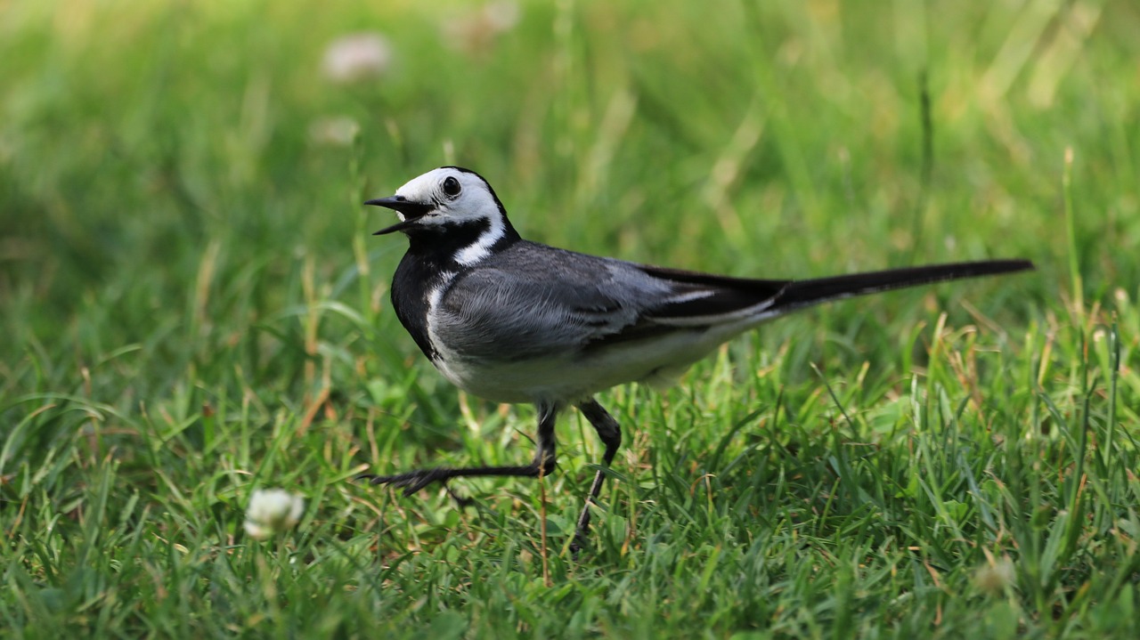 a bird that is standing in the grass, by Dave Allsop, shutterstock, magpie, with a white muzzle, concert, mono