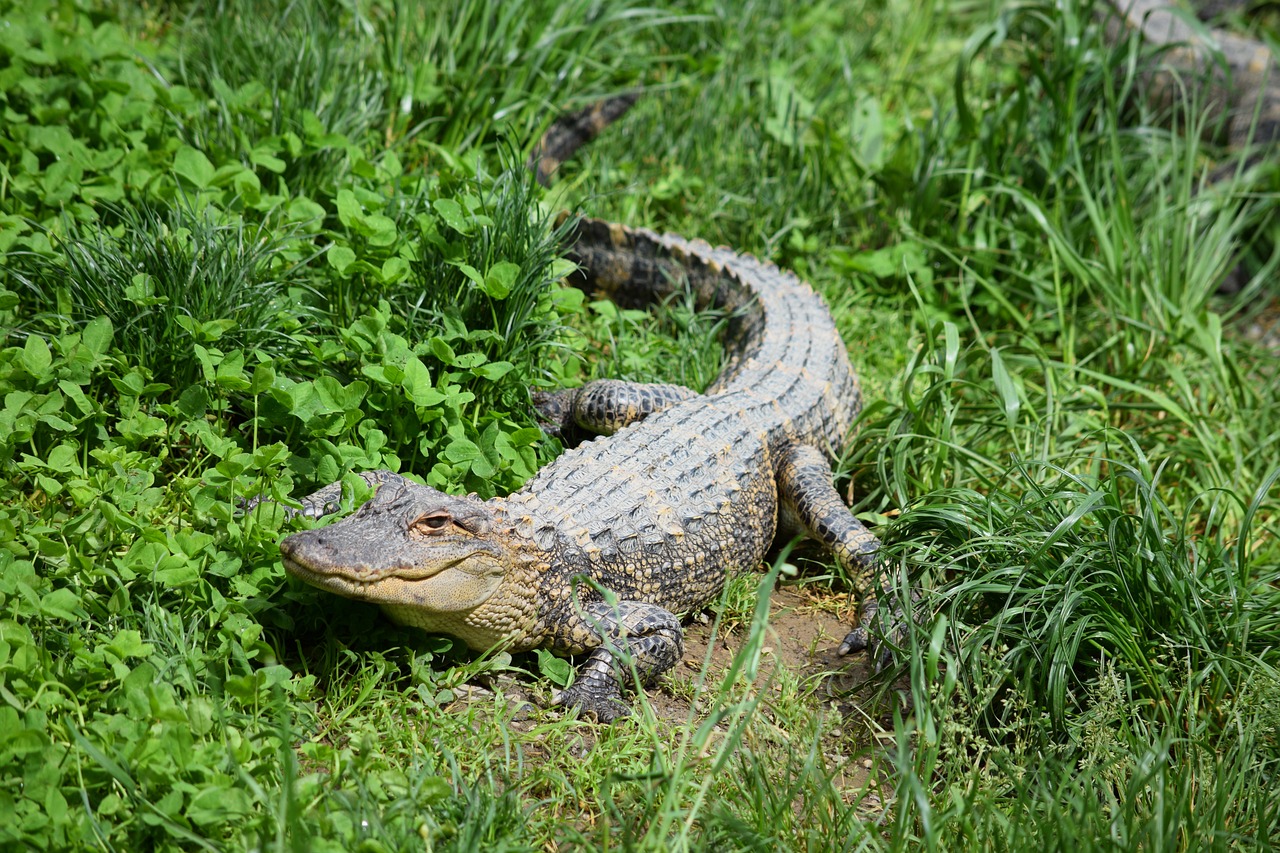 a large alligator sitting on top of a lush green field, a picture, hurufiyya, outdoor photo, museum quality photo, family photo, close - up photo