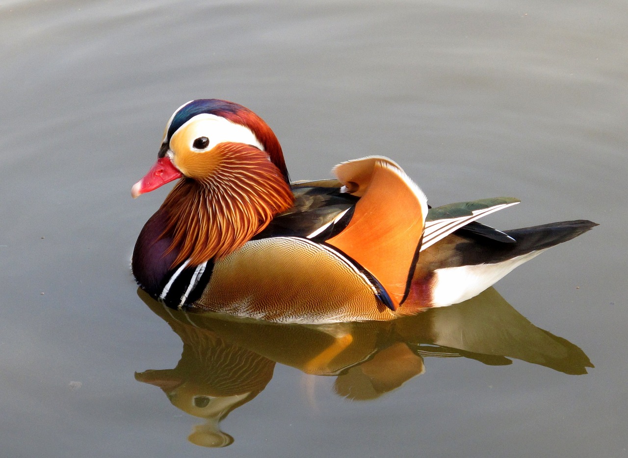 a duck floating on top of a body of water, a portrait, flickr, photorealism, well decorated, richly colored, mobile wallpaper, chinese