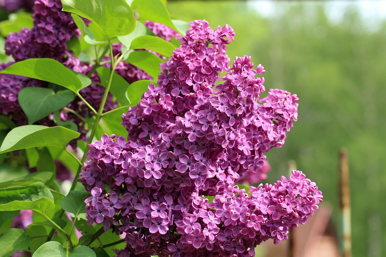 a close up of a bunch of purple flowers, a picture, by Alexander Runciman, pixabay, lilac bushes, 1 9 1 0, 1 6 x 1 6, dove