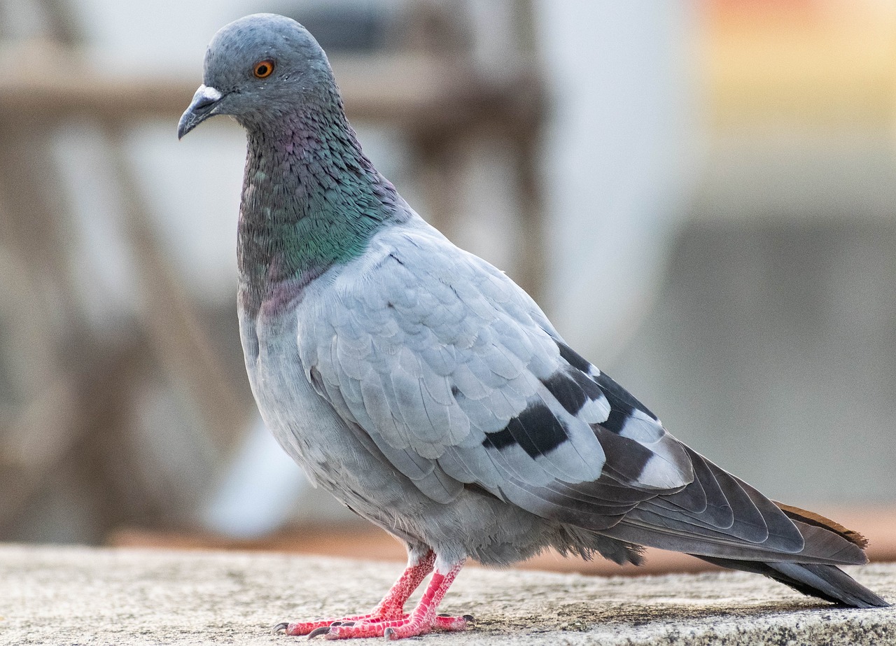 a pigeon sitting on top of a cement slab, a portrait, by Jan Rustem, shutterstock, purple. smooth shank, on sidewalk, heavily ornamental, white neck visible