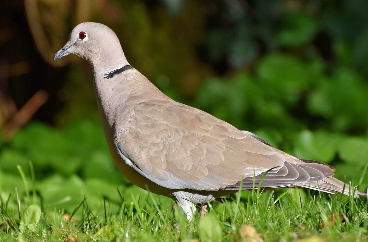 a bird that is standing in the grass, a portrait, by Paul Bird, pixabay, renaissance, with a white nose, dove, pot-bellied, purple. smooth shank