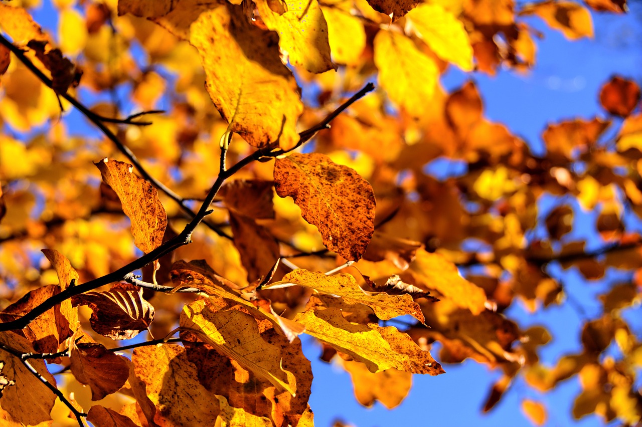 a close up of leaves on a tree with a blue sky in the background, a photo, by Jan Rustem, baroque, warm golden backlit, vivid colors!, linden trees, very warm colors