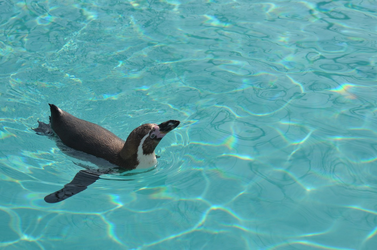 a penguin swimming in a pool of water, a photo, museum quality photo, eating, sun is shining, very sharp photo