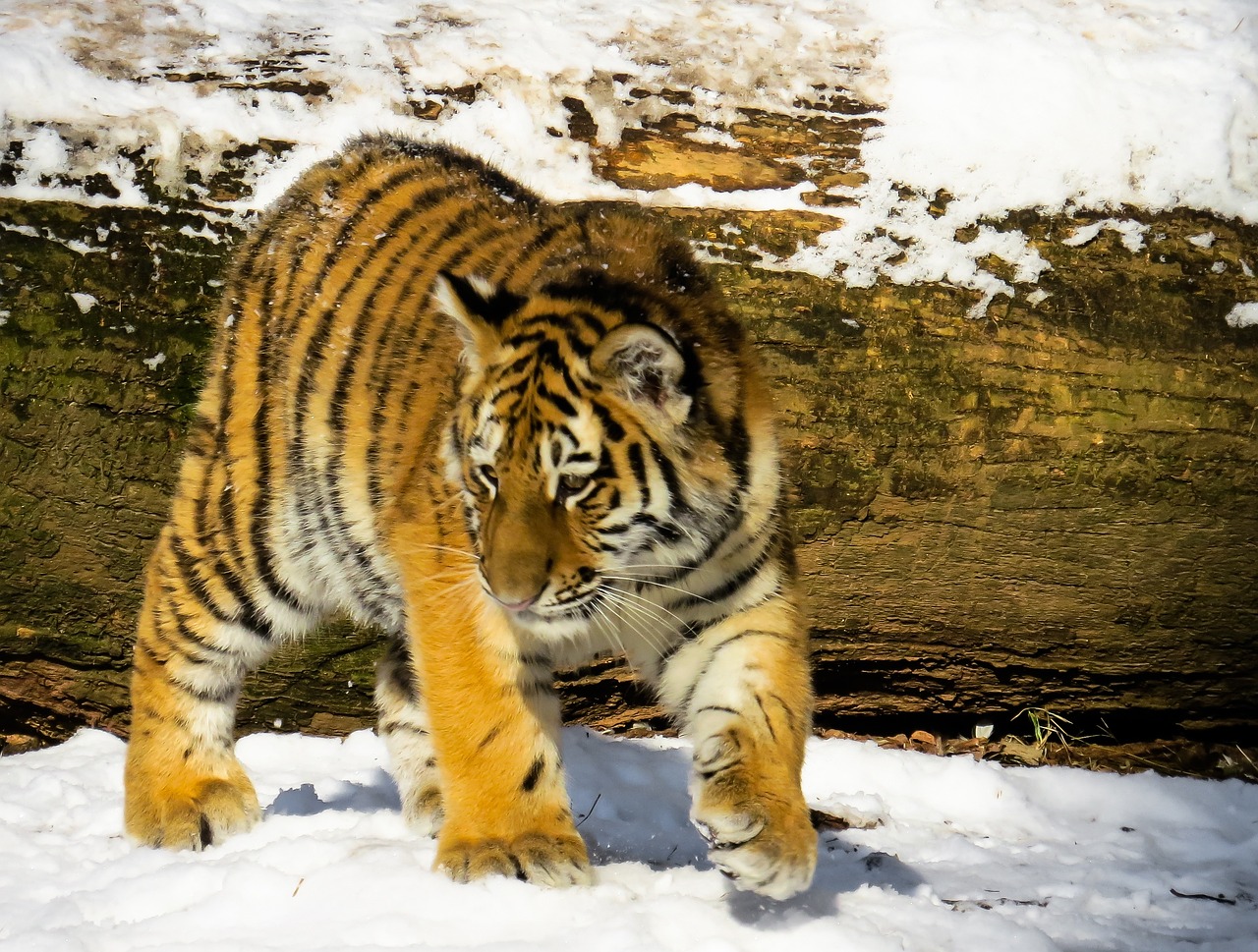 a tiger walking in the snow near a log, a portrait, shutterstock, very sharp photo