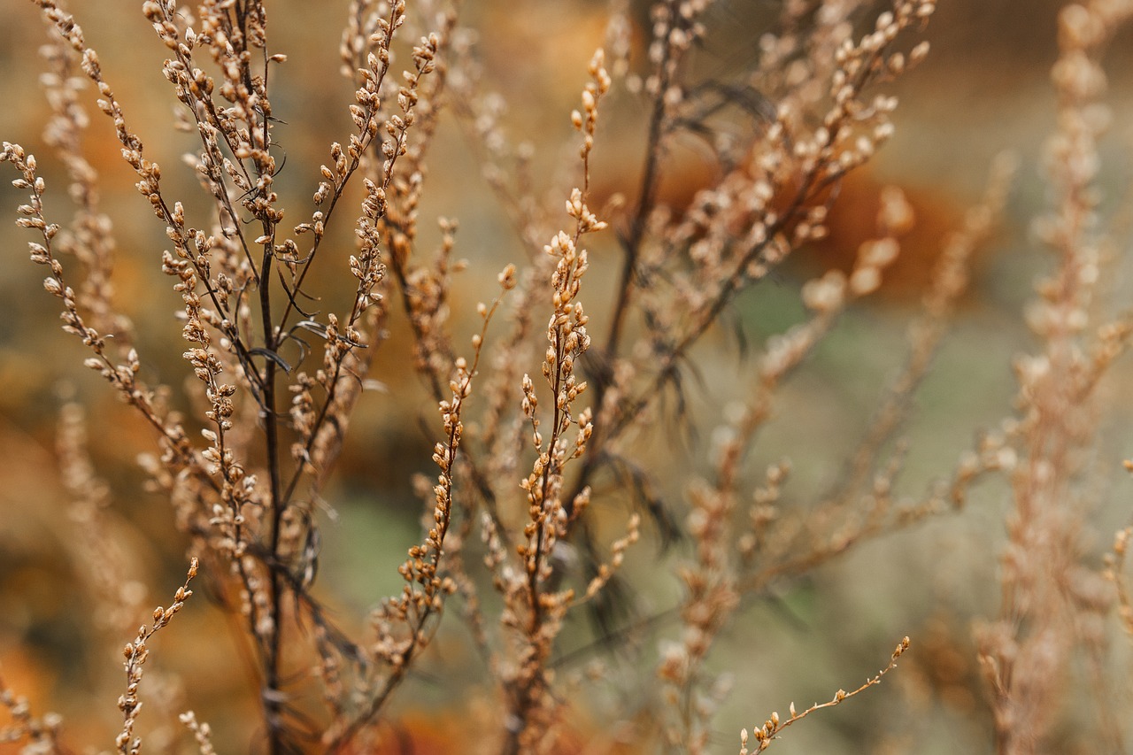 a small bird sitting on top of a plant, by Attila Meszlenyi, flickr, autumn field, ultrafine detail ”, dried fern, manuka