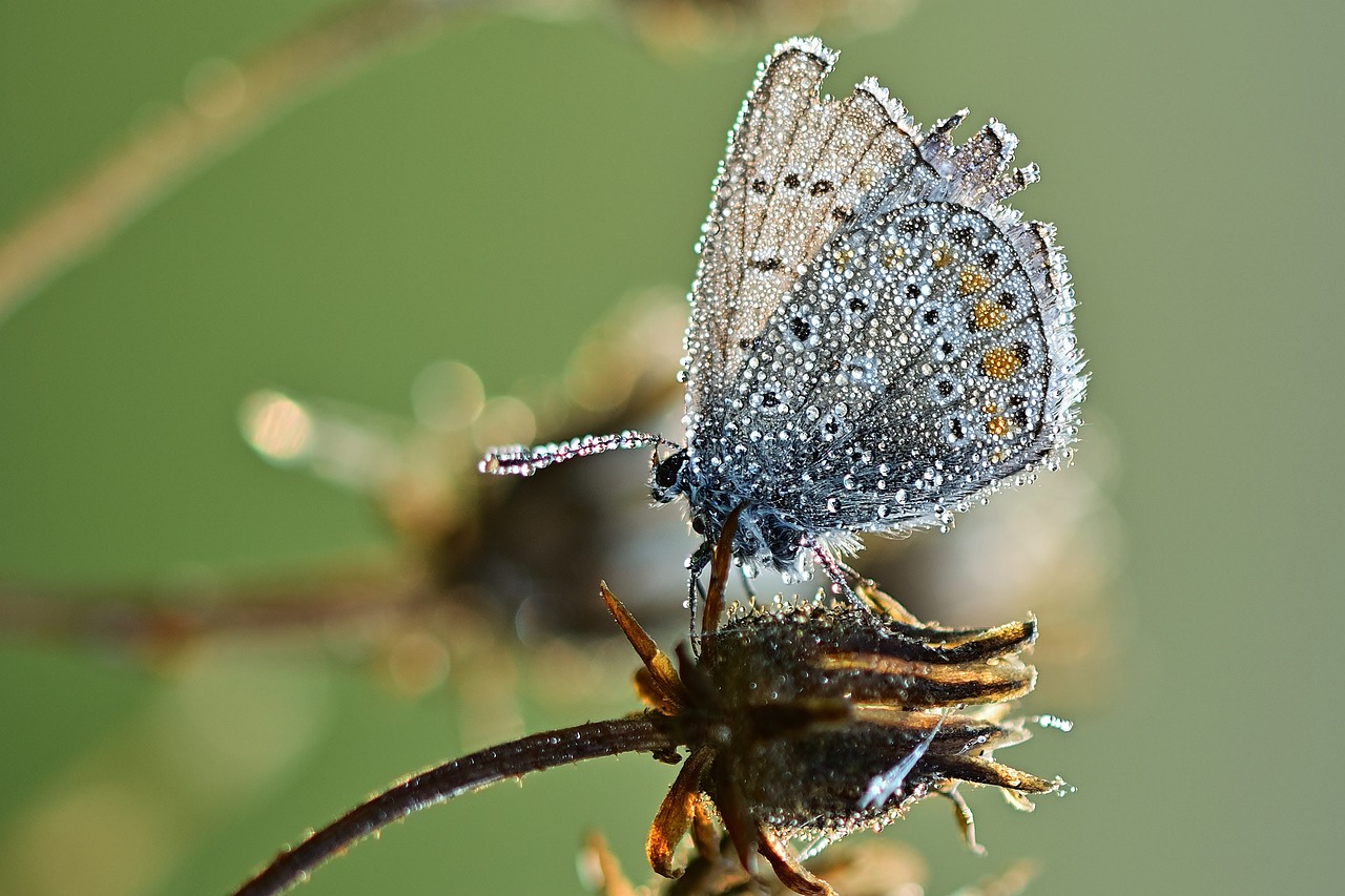 a close up of a butterfly on a plant, a macro photograph, by Etienne Delessert, flickr, frost on the canvas, silver mist, summer morning dew, silver and blue colors