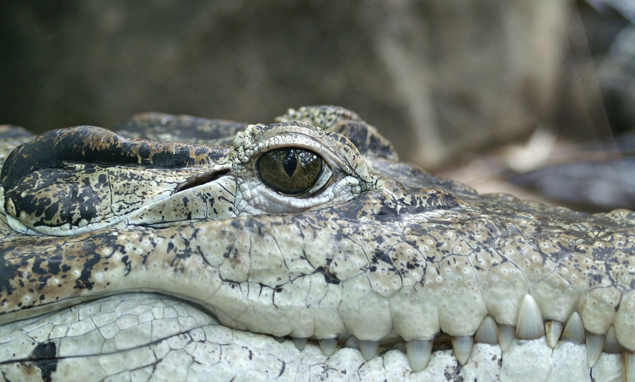 a close up of a close up of a crocodile's face, a picture, by Edward Corbett, pixabay, brown eyes and white skin, shot on a 2 0 0 3 camera, very very very highly detailed, family photo