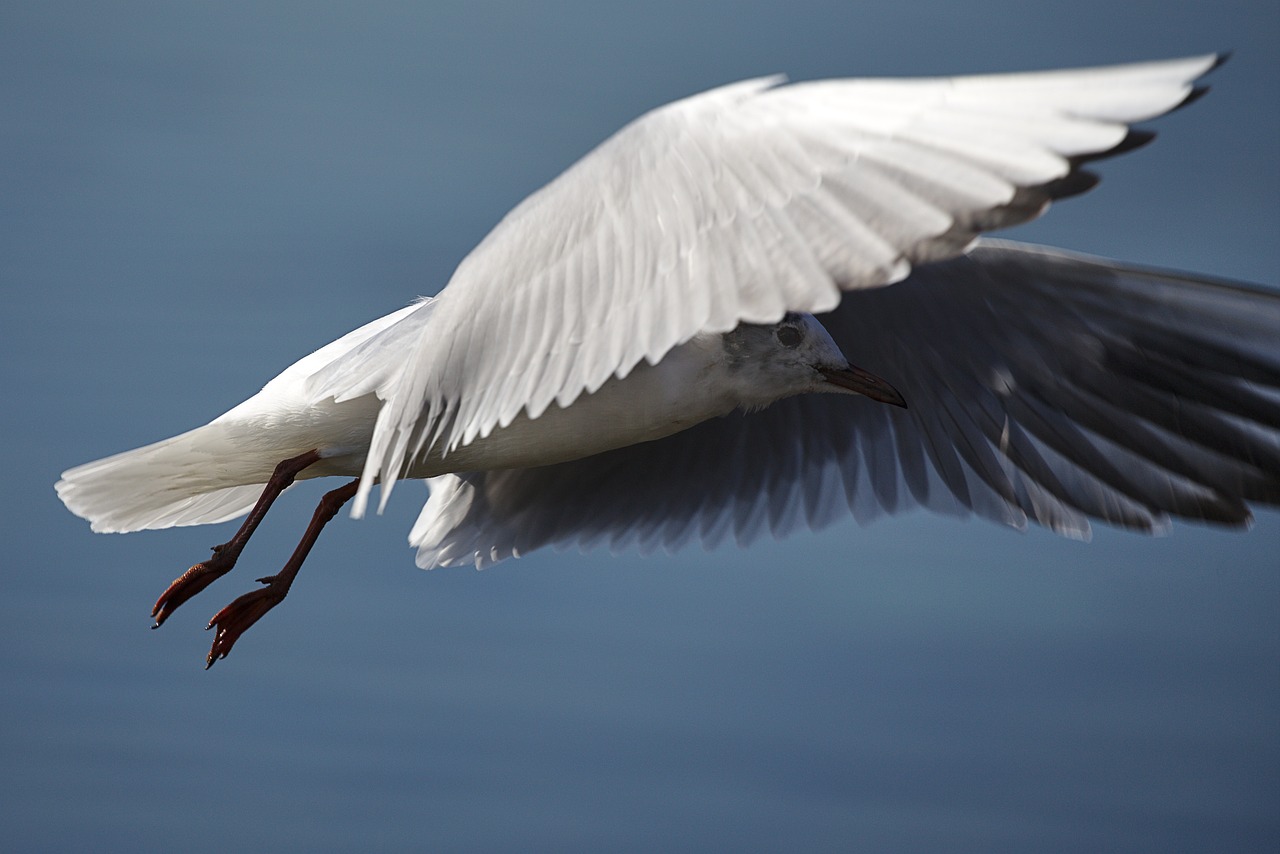 a white bird flying through a blue sky, a picture, by Jan Rustem, arabesque, closeup shot, emerging from the water, worms - eye - view, back - lit