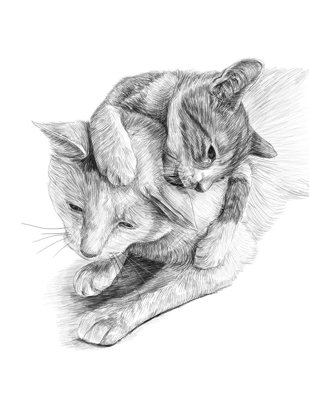 a black and white drawing of a cat and a dog, a drawing, by Martina Krupičková, shutterstock, furry art, nicolas delort, realistic detail, portfolio illustration, kittens