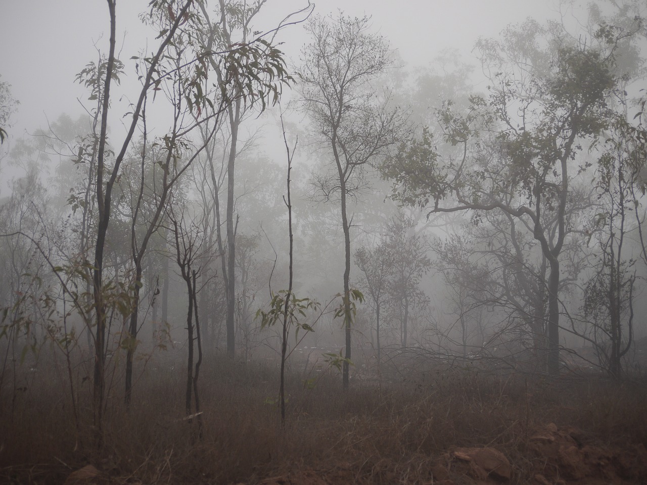 a foggy forest filled with lots of trees, flickr, australian tonalism, sparse vegetation, dusty environment, monsoon, around 20 yo