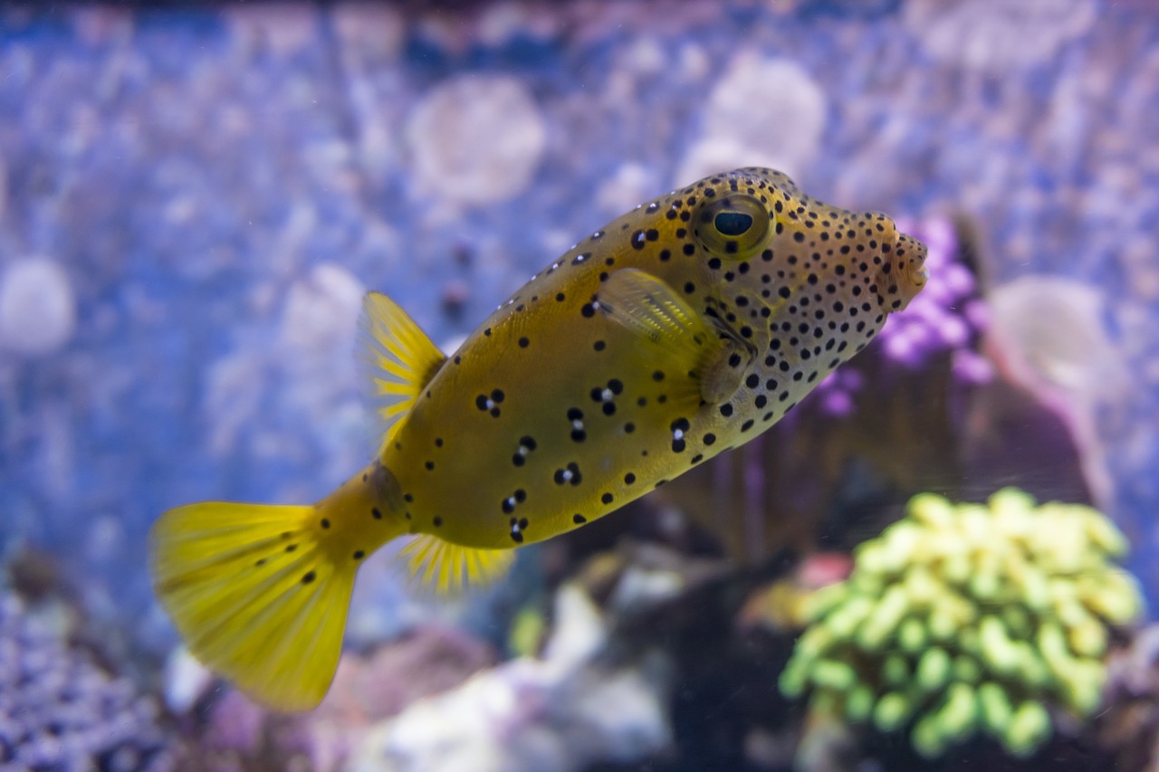 a close up of a fish in an aquarium, a picture, by Robert Brackman, flickr, mingei, gold speckles, with a bright yellow aureola, mohawk, looking to the side off camera