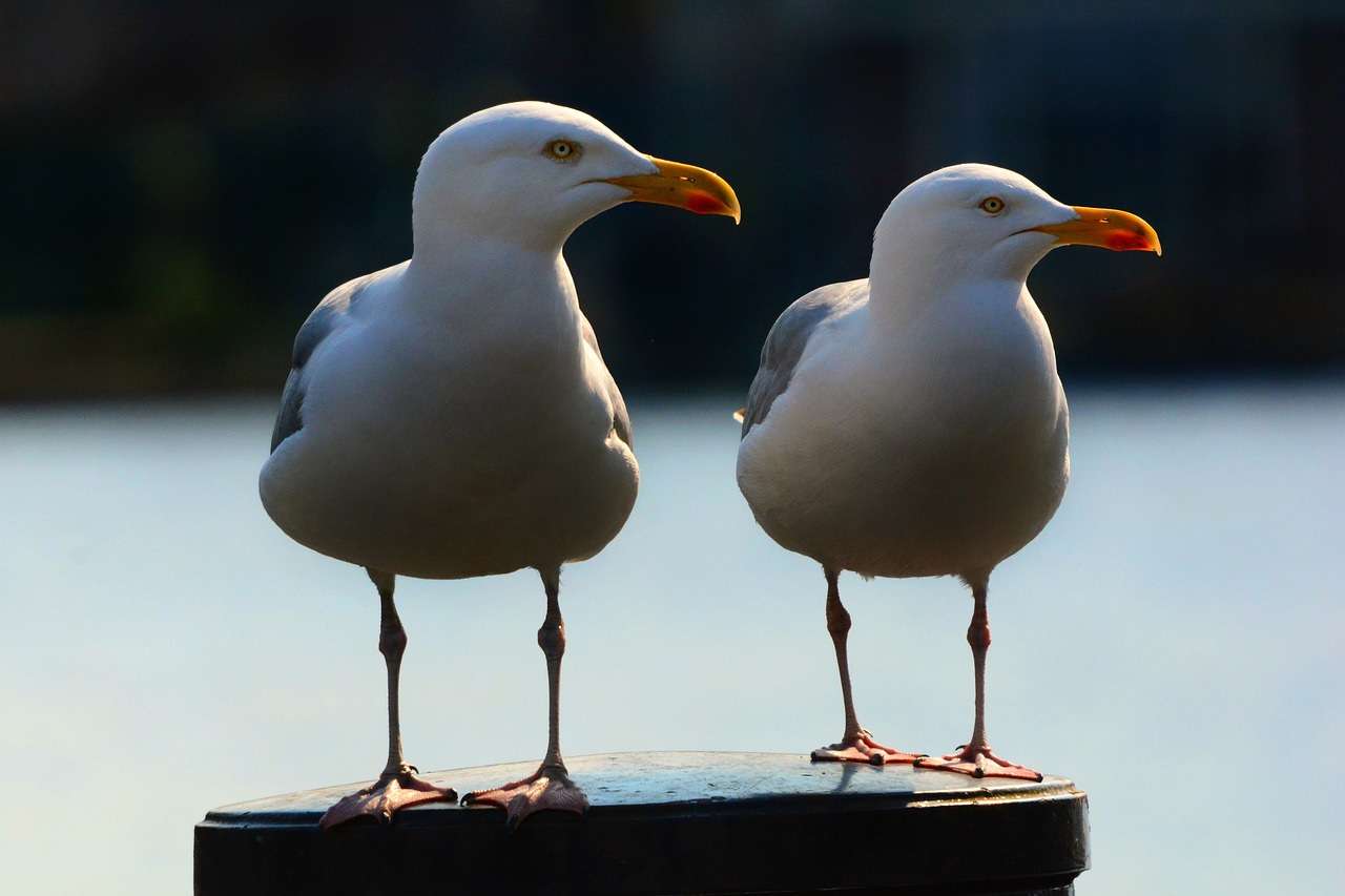two seagulls standing on a post next to a body of water, a portrait, by Hans Schwarz, pexels, on a pedestal, closeup 4k, albino, in a row