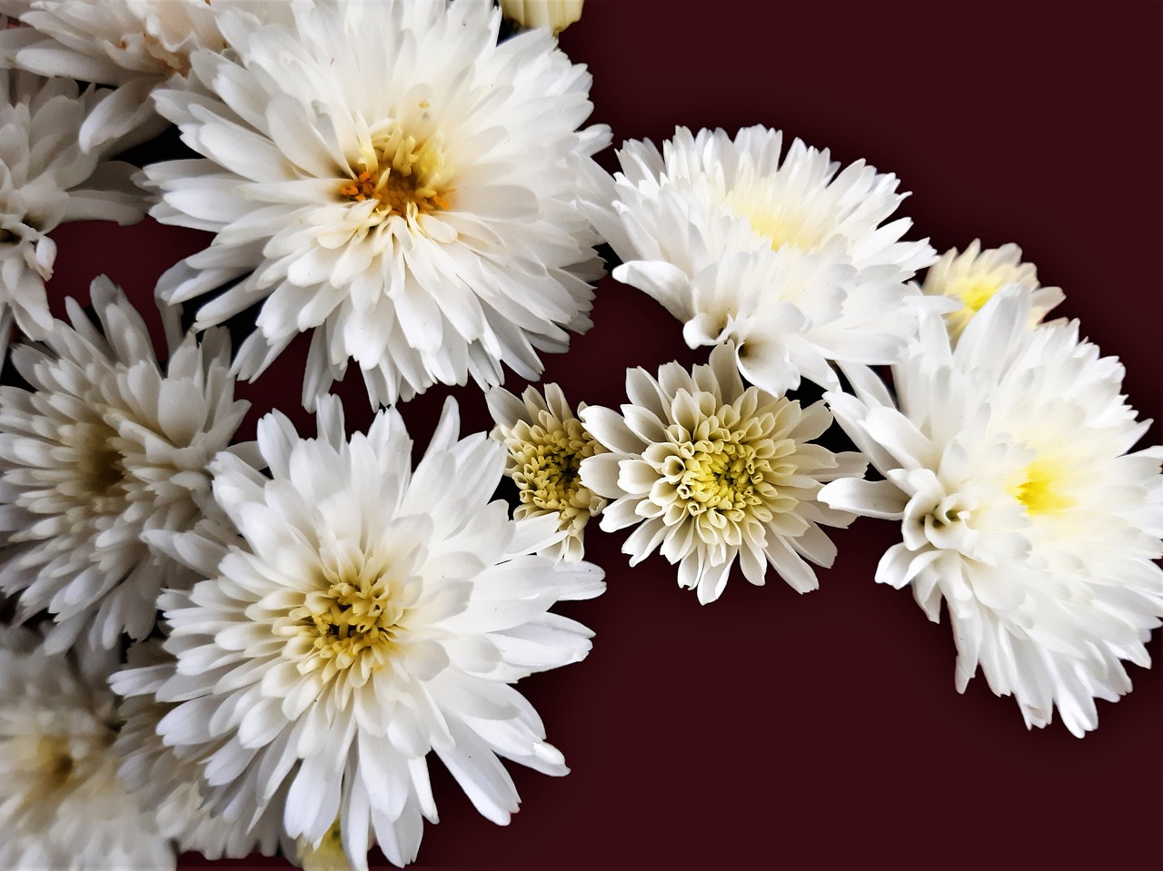 a close up of a bunch of white flowers, a macro photograph, baroque, chrysanthemums, photo realistic image, background image, red brown and white color scheme