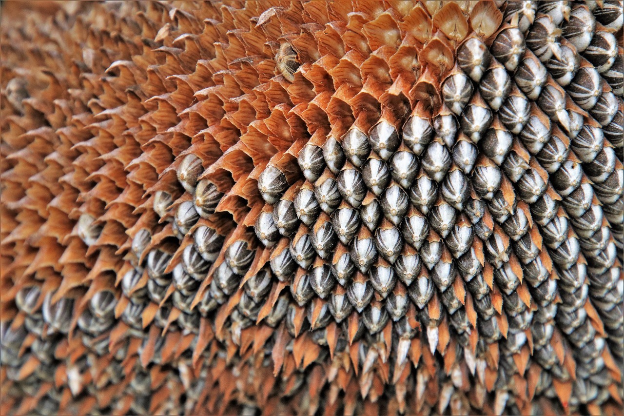 a close up of the seeds of a sunflower, metallic scales, cone heads, detailed wood, spiked