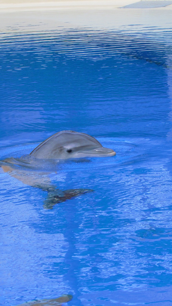 there is a dolphin that is swimming in the water, a photo, by Nancy Spero, taken with a pentax k1000, zoo, “hyper realistic, lolita