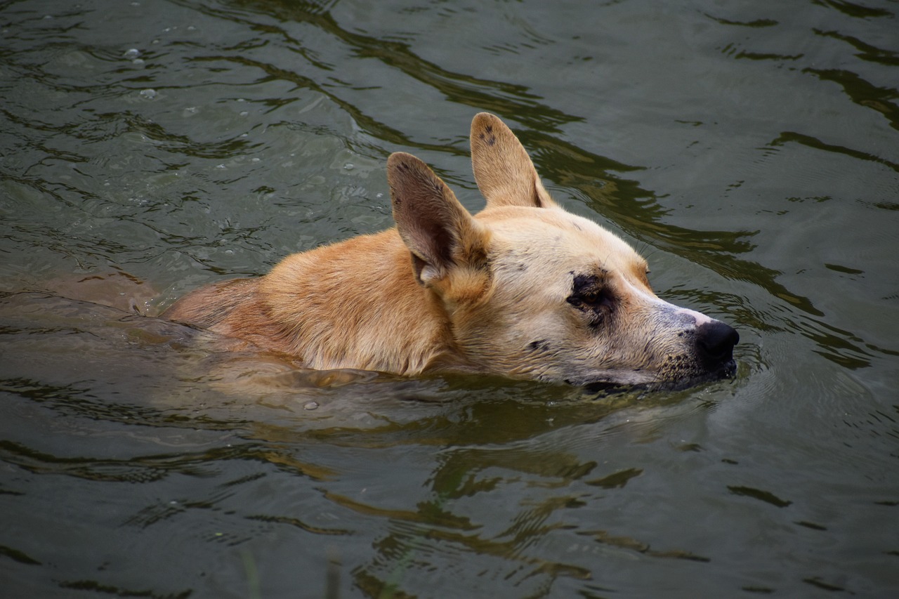a dog swimming in a body of water, a photo, by Jan Konůpek, shutterstock, deep sadness, taken in zoo, shanghai, stock photo