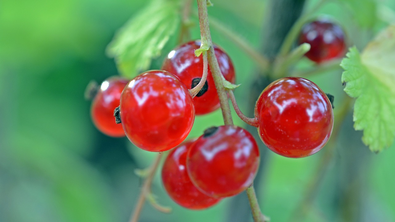 a close up of some red berries on a tree, by Dietmar Damerau, flickr, avatar image, no gradients, midsummer, close-up photo