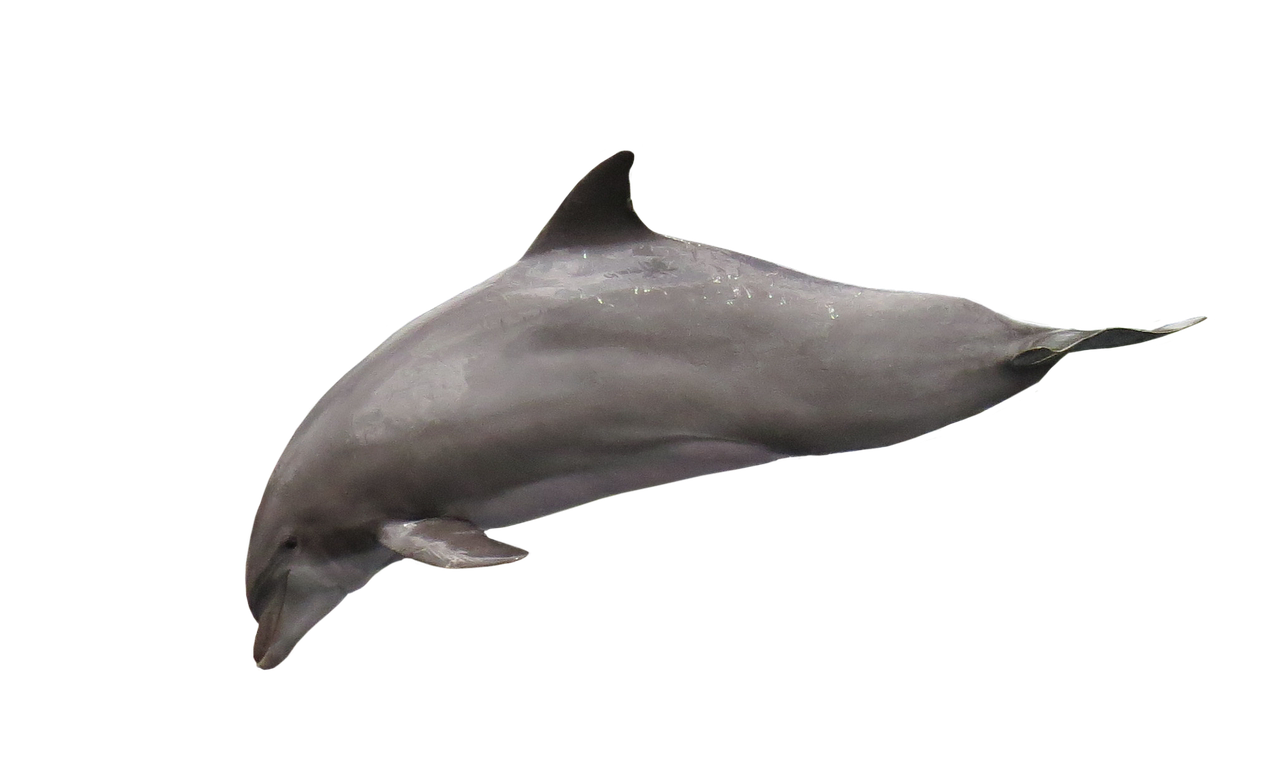 a dolphin that is swimming in the water, a raytraced image, featured on zbrush central, hurufiyya, side view close up of a gaunt, smooth oval head, full body close-up shot, photo-shopped