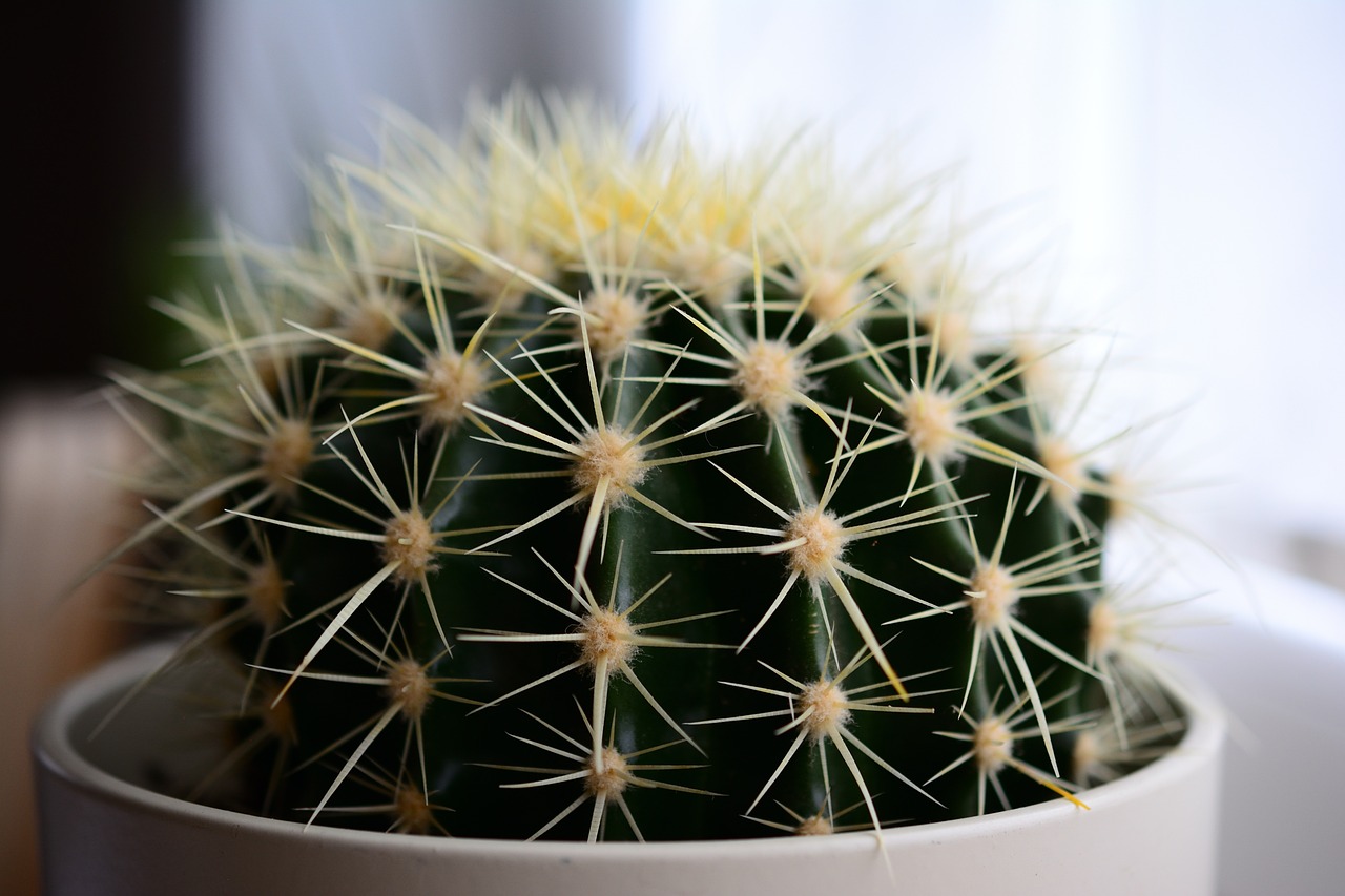 a close up of a cactus plant in a pot, by Richard Carline, hurufiyya, thin dof, ultra realistic photo, yellow spiky hair, indoor picture