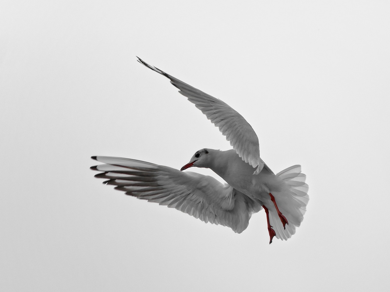 a black and white photo of a seagull in flight, an ambient occlusion render, arabesque, soft grey and red natural light, 7 0 mm photo, ophanim has bird wings, white in color