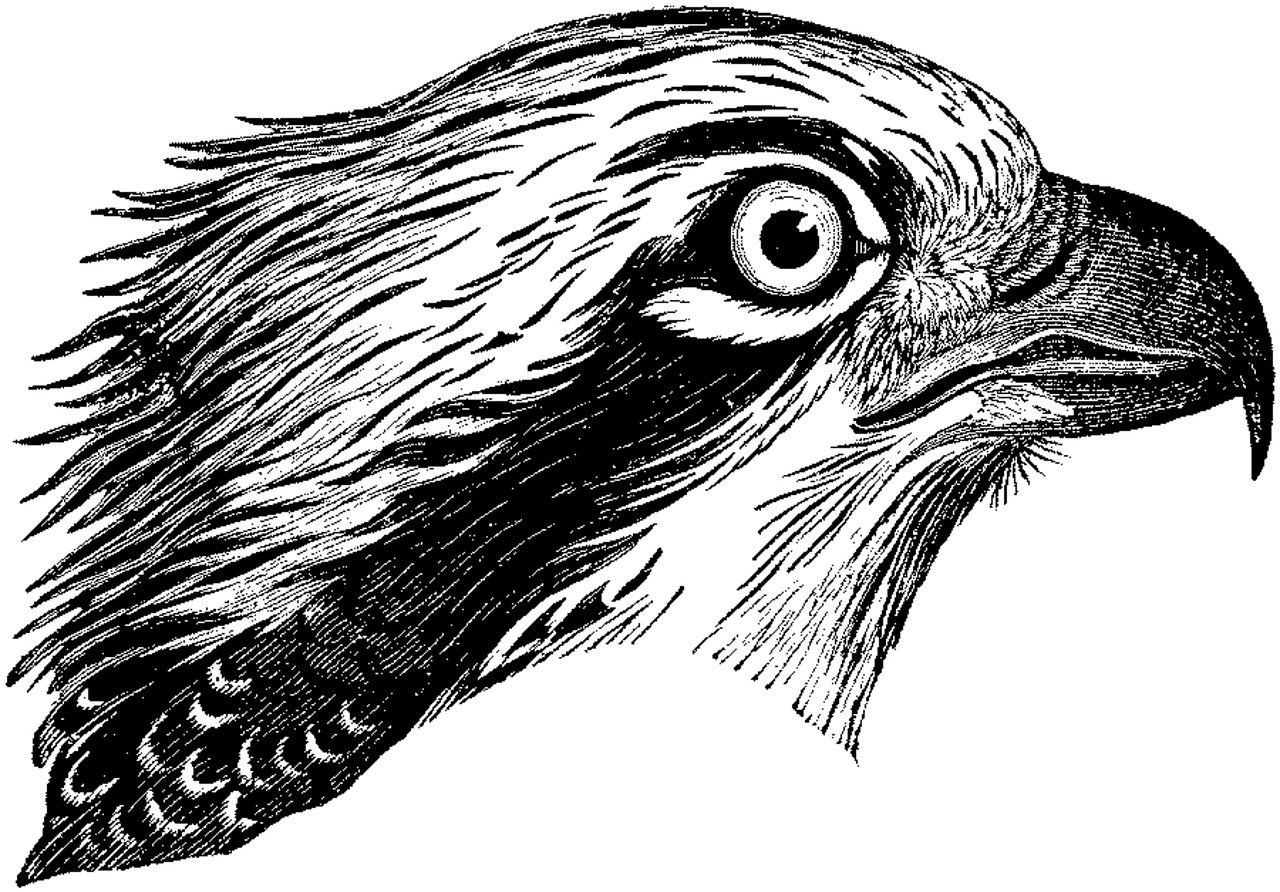 a black and white drawing of an eagle's head, a woodcut, by Robert Fawcett, shutterstock, the shrike, bird\'s eye view, closeup headshot, humanoid feathered head