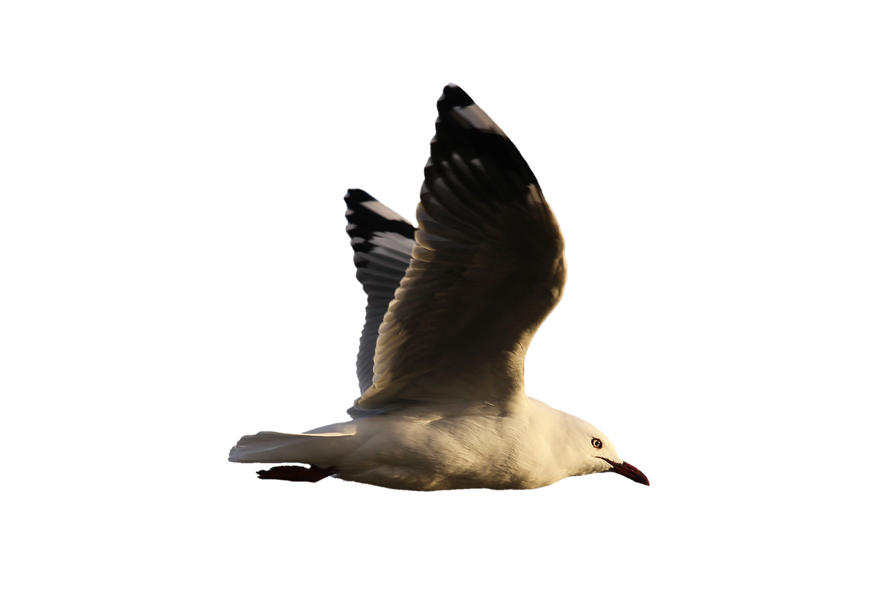 a bird that is flying in the air, a raytraced image, shot at dark with studio lights, albino, tourist photo, pepper
